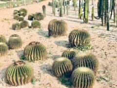 -东莞植物园