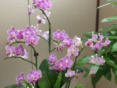 -豆豆花艺(新光天地店)