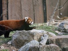 -红山森林动物园