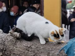 -龙华素斋(龙华路店)