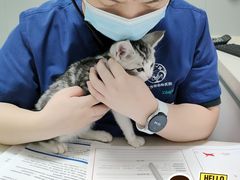 -伟伟宠物医院·瑞派猫友好医院·猫科(光谷店)
