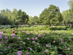 -洛阳市隋唐城遗址植物园