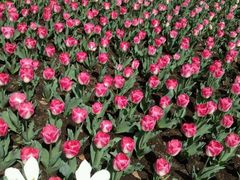 -上海鲜花港