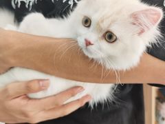 -安安宠医·臻爱宠物医院·宠保定点(营门口路分院)