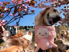 -高东镇樱花园