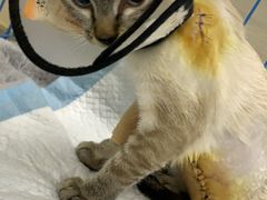 -喜多萌中农锦绣动物医院24H·猫科·牙科MRI·CT