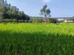 -黄埔油麻山森林公园