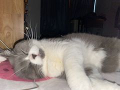 -伟伟宠物医院·瑞派猫友好医院·猫科(光谷店)