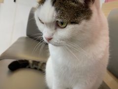 -喵园·猫主题咖啡厅·撸猫·猫咖(国贸店)