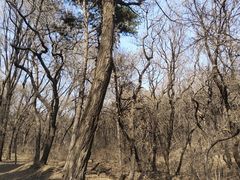 -沈阳市东陵公园