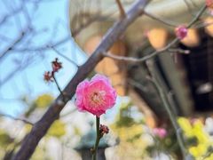 -难波八坂神社