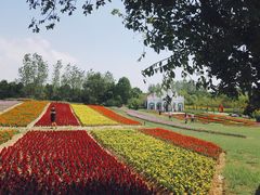 -杭州湾海上花田景区