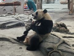 -武汉动物园