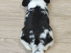 -佩兹宠物医院肿瘤专科·眼科·牙科(黄浦店)