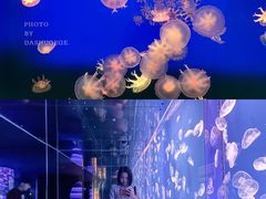 -江和美海洋公园