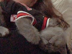 -佳怡动物医院·平价24小时·猫专科骨外科