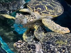 -海合安武汉极地海洋公园