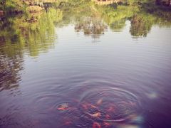 -西湖外事游船(花港观鱼码头)