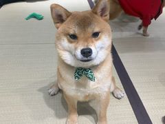 -逗柴咖啡屋·狗咖猫咖宠物桌游