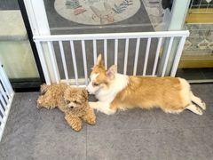 -有喵·猫咖·狗咖·30几只猫10只小狗(岗厦店)