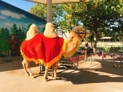 -西霞口神雕山野生动物世界