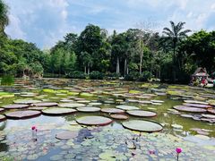 -中国科学院西双版纳热带植物园