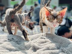 -上海长风大悦城
