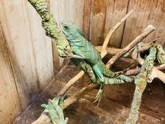 -上海大自然野生昆虫馆