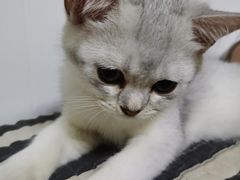 -纳吉亚猫专科动物诊疗中心(蒋宅口分院)