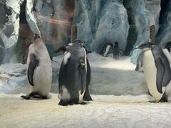 -帝企鹅自助餐厅•儿童岛•真企鹅(长隆企鹅酒店)