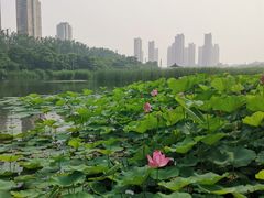 -前关湿地公园