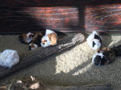 -大连森林动物园