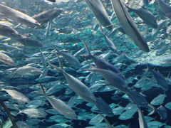 -上海海洋水族馆