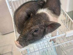 -怪兽屋·羊驼·猫咖·狗咖(俊华广场店)