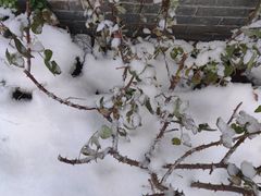 -白魁老号饭庄(安内店)