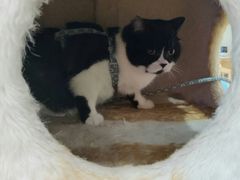 -藏猫猫咖啡主题馆(中央大道店)