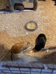 -酷嗒动物文化乐园(cutezoo西溪乐天城店)