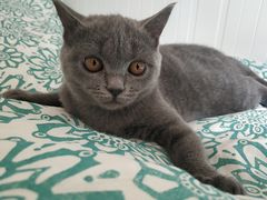 -lincat·猫舍(广州店)