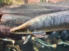 -太平洋海底世界