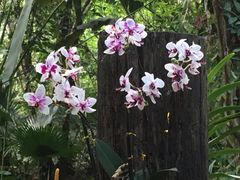 -亚龙湾国际玫瑰谷