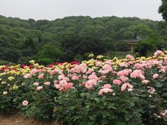 -龙寺生态园