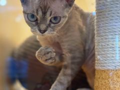 -momokira米努特·德文卷毛猫·棉花面纱犬