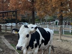 -神户市立六甲山牧场