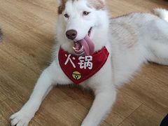 -Husky Go! 哈士奇体验馆·宠物咖啡厅狗咖