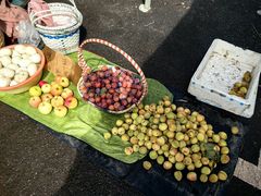 -蒲河大集