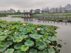 -月湖风景区