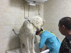 -A猫a狗全科·犬猫异宠·芥西宠物医院(南开总院)