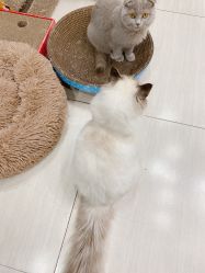 -柚子•猫美睫美甲