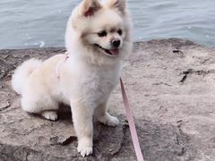 -宠福鑫康馨动物医院·骨科·眼科