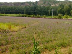 -紫海香堤香草艺术庄园